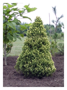 PICEA glauca 'Rainbow's End'